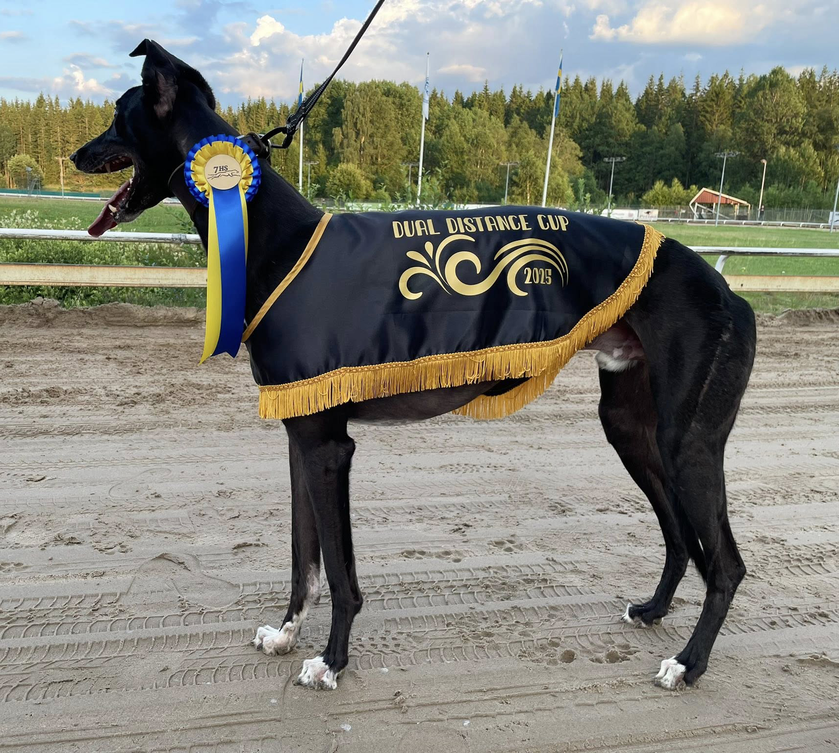 Vinnare lopp 15 2D Cup: Varenne