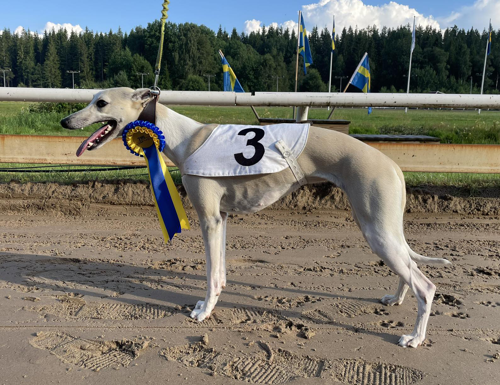 Vinnare lopp 6 3D Cup Indigo: Maj På Malö